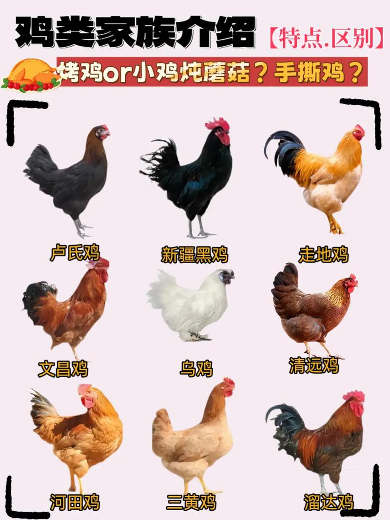 常見雞類品種全解析 從品種特色到餐桌風(fēng)味的探索之旅